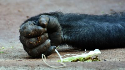 Descubren el secreto genético que nos hizo humanos