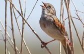 El pájaro que canta la misma canción desde hace mil años