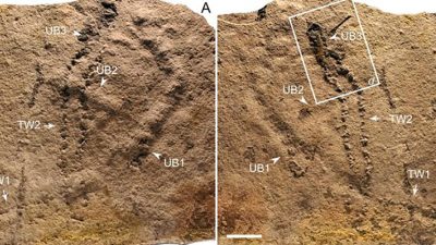 Descubren la huella de animal más antigua de la Tierra