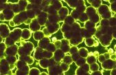 El secreto de la juventud podría estar en los microbios del intestino