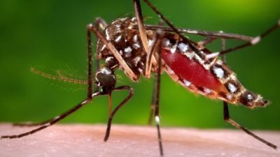 ¿Por qué no hay mosquitos en Disney World?
