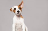 Por qué las personas que hablan a los perros como si fueran bebés tenían razón.