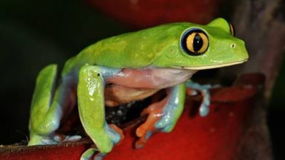 Con estructuras inspiradas en la naturaleza se pretende desarrollar nuevos materiales de uso tecnológico