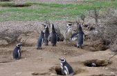 Nuevo estudio para mejorar la protección de las aves marinas en los ecosistemas oceánicos de la Patagonia