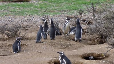 Nuevo estudio para mejorar la protección de las aves marinas en los ecosistemas oceánicos de la Patagonia