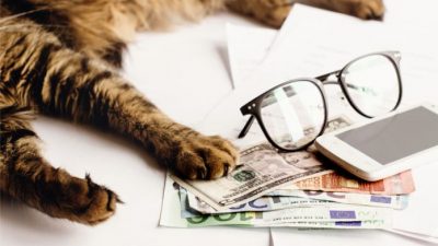 Este parásito transmitido por los gatos ayuda a las personas a ser más exitosas en los negocios
