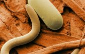 ¡Han vuelto! Los gusanos regresan a la vida después de 42.000 años en el permafrost y pueden comer