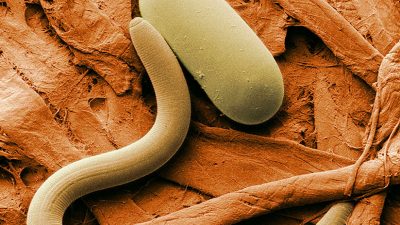¡Han vuelto! Los gusanos regresan a la vida después de 42.000 años en el permafrost y pueden comer