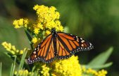 Aumento en niveles de dióxido de carbono amenaza a las mariposas monarca