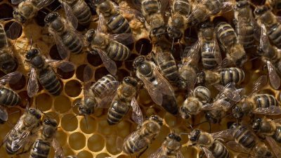 Investigadores chinos descubren que abejas reinas tienen excepcional memoria y habilidad de aprendizaje