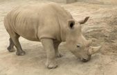 Un laboratorio alemán crea embriones híbridos para salvar al rinoceronte blanco del norte