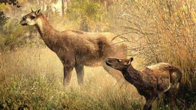 Descubren dos nuevos mamíferos de hace 13 millones de años en Bolivia