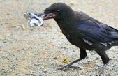 Cuervos superinteligentes son empleados por parque de atracciones para recoger basura
