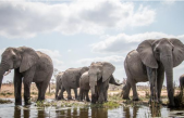 Descubren una nueva función de la trompa de los elefantes