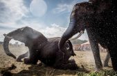 El gen ‘zombi’ que protege a los elefantes contra el cáncer