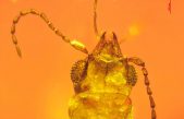 Un escarabajo atrapado en ámbar revela que ya polinizaba cícadas en el Jurásico