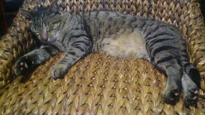 Después de comer, ¿mejor echar la siesta o dar un paseo? La ciencia nos da la respuesta