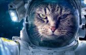 Los animales que viajaron al espacio