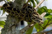 Descubren una ‘súper serpiente’ capaz de adaptarse a distintos ambientes