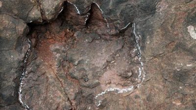 Descubren huellas de dinosaurios de periodo Jurásico inferior en suroeste de China