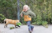 Los genes que hacen que los zorros sean tan cariñosos como los perros