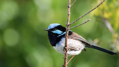 Un pájaro reconoce las llamadas de alarma de otras especies de aves