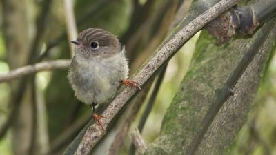 Vivir en una isla agranda el cerebro