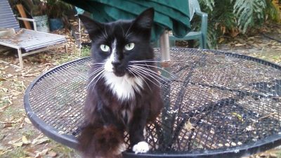 Este miércoles se celebra el Día Internacional del Gato, pero no es el único