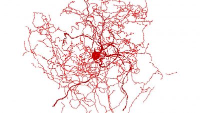 El nuevo tipo de neuronas que podría guardar la clave de la mente humana