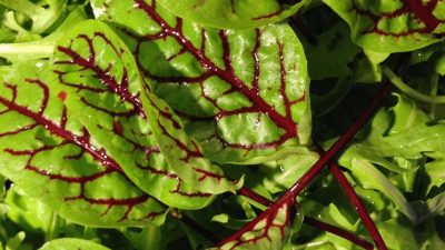 Científicos siberianos prevén acelerar la crianza artificial de plantas