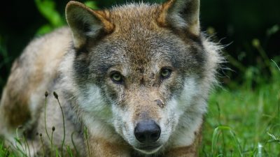 ¿Pueden convivir el lobo y el ganado?