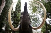 La resurrección del mamut: “En 10 años habitarán en un ‘Parque Jurásico’ en Siberia”