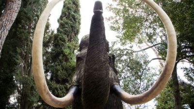 La resurrección del mamut: “En 10 años habitarán en un ‘Parque Jurásico’ en Siberia”
