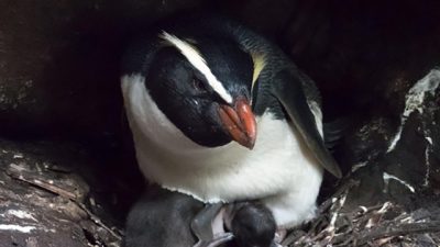 Los maratones de los pingüinos tawaki