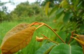 Descifran el mecanismo antitumoral de una planta amazónica en células de cáncer humanas