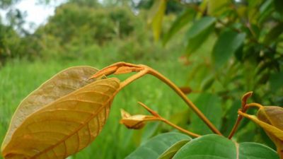 Descifran el mecanismo antitumoral de una planta amazónica en células de cáncer humanas