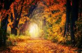10 curiosidades sobre el otoño que no conocías