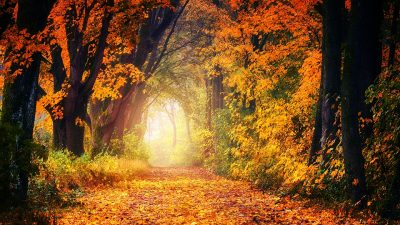 10 curiosidades sobre el otoño que no conocías