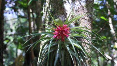 Bromelias epifitas, plantas que ayudarían a generar planes para mitigar el cambio climático