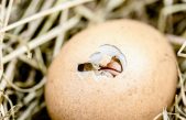 ¿Qué fue primero, el huevo o la gallina? La física cuántica ha resuelto la paradoja