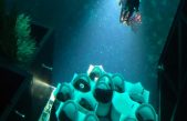 Descubierta una nueva especie de coral en las profundidades oceánicas