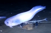 Descubren unos extraños peces que viven a 7,5 km de profundidad en el Pacífico