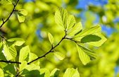 Las plantas también sienten dolor, dicen los científicos