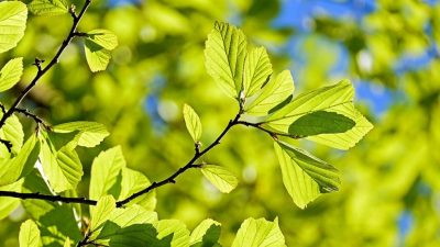 Las plantas también sienten dolor, dicen los científicos