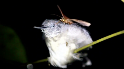 La polilla ‘vampiro’ que chupa las lágrimas de un pájaro mientras este duerme