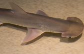 El curioso caso del tiburón cabeza de pala: el primer escualo que también come plantas