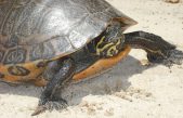 ¿Qué pasará si las tortugas desaparecen?