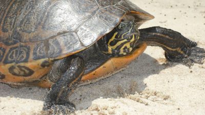 ¿Qué pasará si las tortugas desaparecen?
