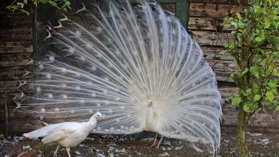 Las 10 aves más bellas del mundo