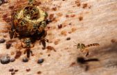 Las abejas coordinan la estrategia de defensa de las colmenas